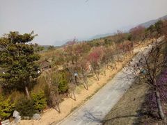 -天适樱花悠乐园