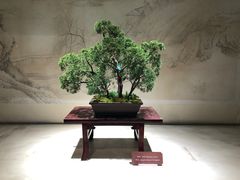 -扬州大运河文化旅游度假区·盆景园