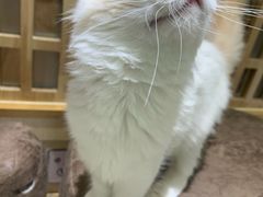 -猫和宫(六道口店)