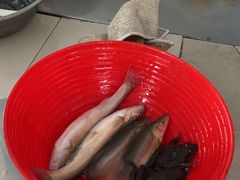 -庆岭迎宾园正宗活鱼馆