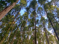 -黄海国家森林公园