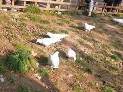 -西湖外事游船(湖滨二公园外事游船码头)