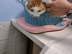 -纳吉亚猫专科动物医院博雅分院