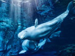 -珠海长隆海洋王国