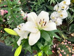 -沈阳植物园