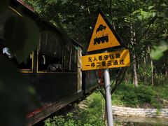 -合肥滨湖国家森林公园