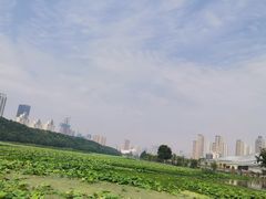 -月湖风景区