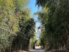 -石老人观光园