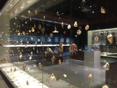 -青岛贝壳博物馆