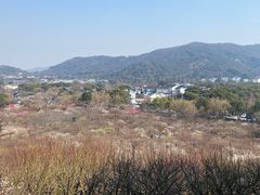 -香雪海