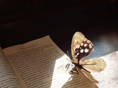 -初甜·舒芙蕾·韩式雪花冰(流塘店)