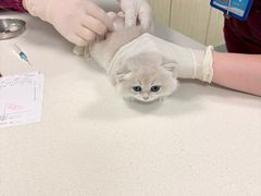 -北京观赏动物医院·24小时大型综合·猫专科·异宠专科