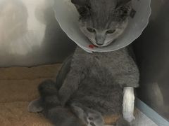 -宠颐生中康贝怡动物医院