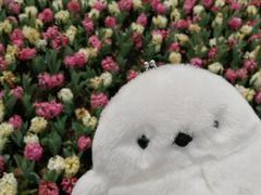 -上海鲜花港