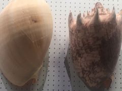 -四川大学博物馆