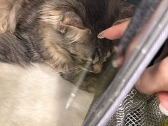 -艾吉宠物医院·疑难杂症转诊中心·猫友好(碧江路院)