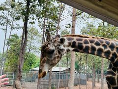 -清迈夜间动物园