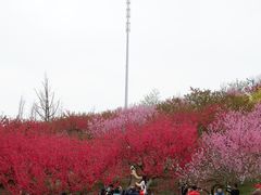 -秀丽东方
