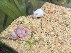 -呀路古热带植物园
