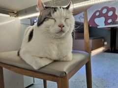 -喵园·猫主题咖啡厅·撸猫·猫咖(国贸店)