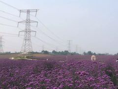 -紫颐香薰山谷景区