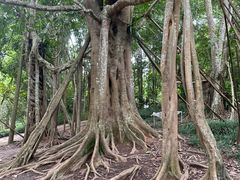-中国科学院西双版纳热带植物园