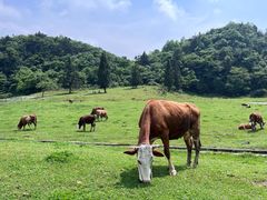 -山王坪喀斯特国家生态公园
