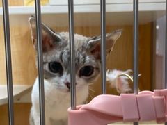 -山宅一喵德文卷毛猫舍