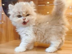 -猫十亿·布偶金渐层·曼基康矮脚猫舍(青年路店)