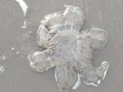 -海滨浴场