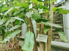 -呀路古热带植物园