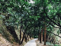 -大屏嶂森林公园