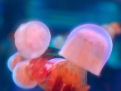 -左海海底世界