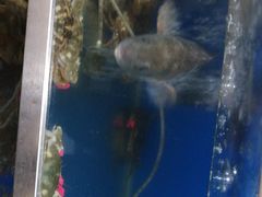 -宾朋海鲜特色美食餐厅·纯手工鲅鱼水饺(兴海路店)