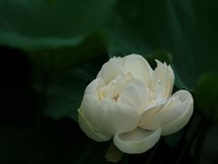 -黄兴公园