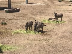 -新疆天山野生动物园