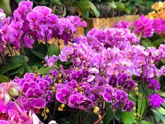 -双季花艺园艺市场(浦东店)