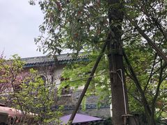 -三道苗苗鱼(三道堰老字号店)