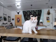 -平行世界·猫咖(首经贸店)