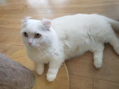 -MOYOYO猫咪咖啡店