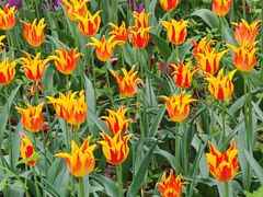 -国家植物园南园