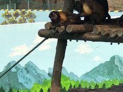 -西霞口神雕山野生动物世界