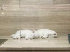 -飞行喵MR PILOT|猫舍·猫咖(静安大融城店)