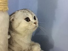 -喵的天空名猫咖啡馆·撸猫·猫舍·用品