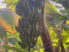 -呀路古热带植物园