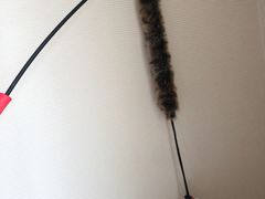 -momokira米努特·德文卷毛猫·棉花面纱犬
