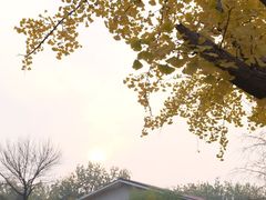 -三里屯东五街银杏大道