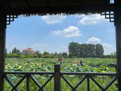 -池杉湖湿地公园
