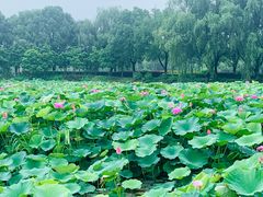 -荷塘月色湿地公园·向阳花洲