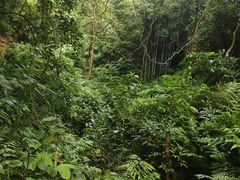 -黄埔油麻山森林公园